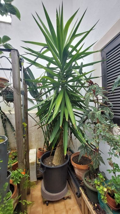 Iucca - Yucca com 3 metros