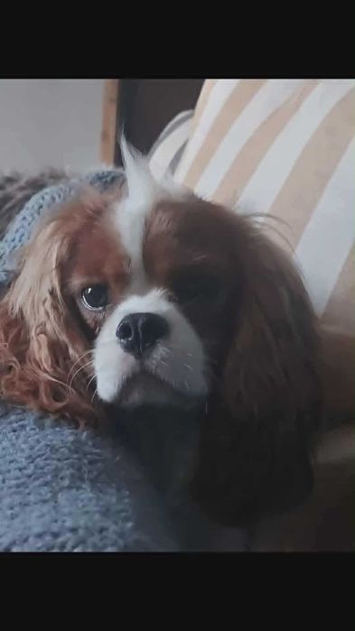 Cavalier King Charles Spaniel FCI/ZKwP