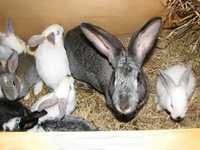 Продам кроль кроли кролики кролята, кролинята,разного возраста и пород