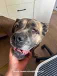 Lunka w typie cane corso do adopcji.