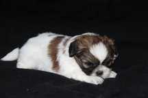 Cachorro Shih-Tzu com Lop Pedigree