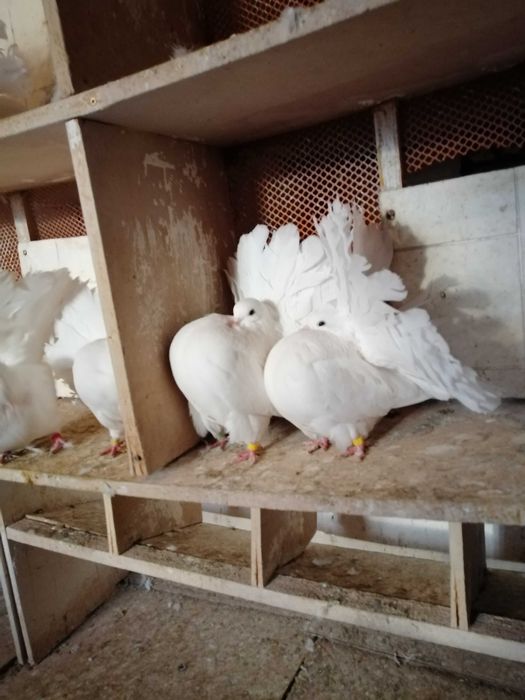 Sprzedam pawiki żółto płowe białe srebrno płowe