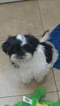 Shih Tzu pieski o wielopokoleniowym rodowodzie