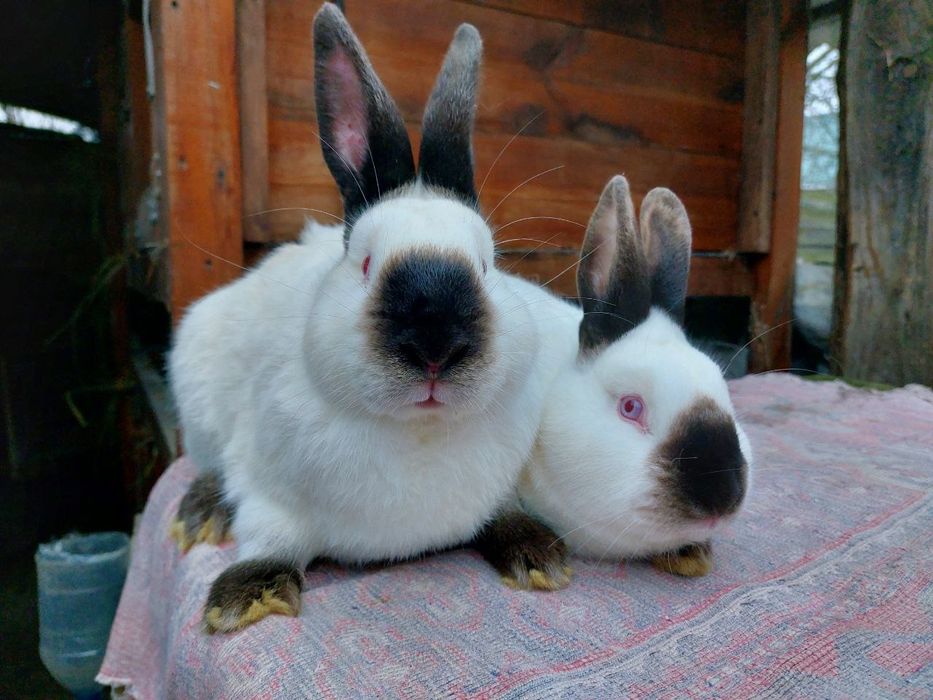 Кролики, кролі, каліфорнія, каліфорнійський кролик