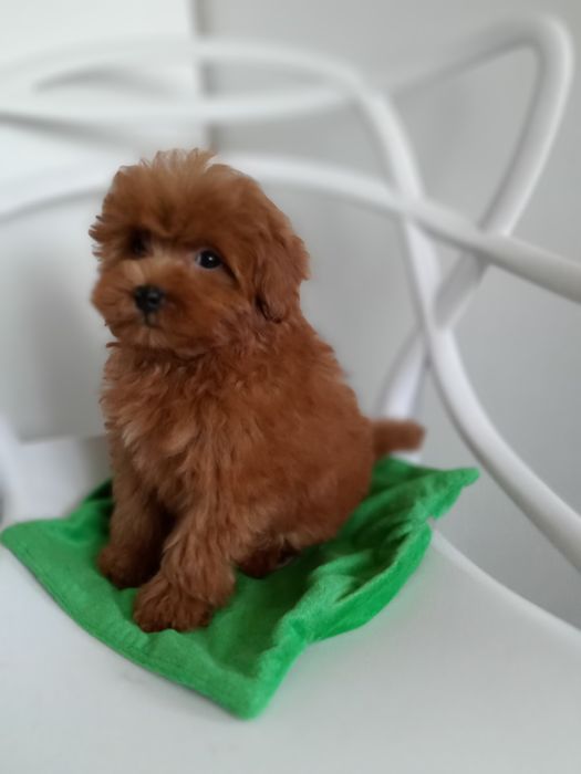 Рівне.Руденький Руді,міні- Мальтіпу F2