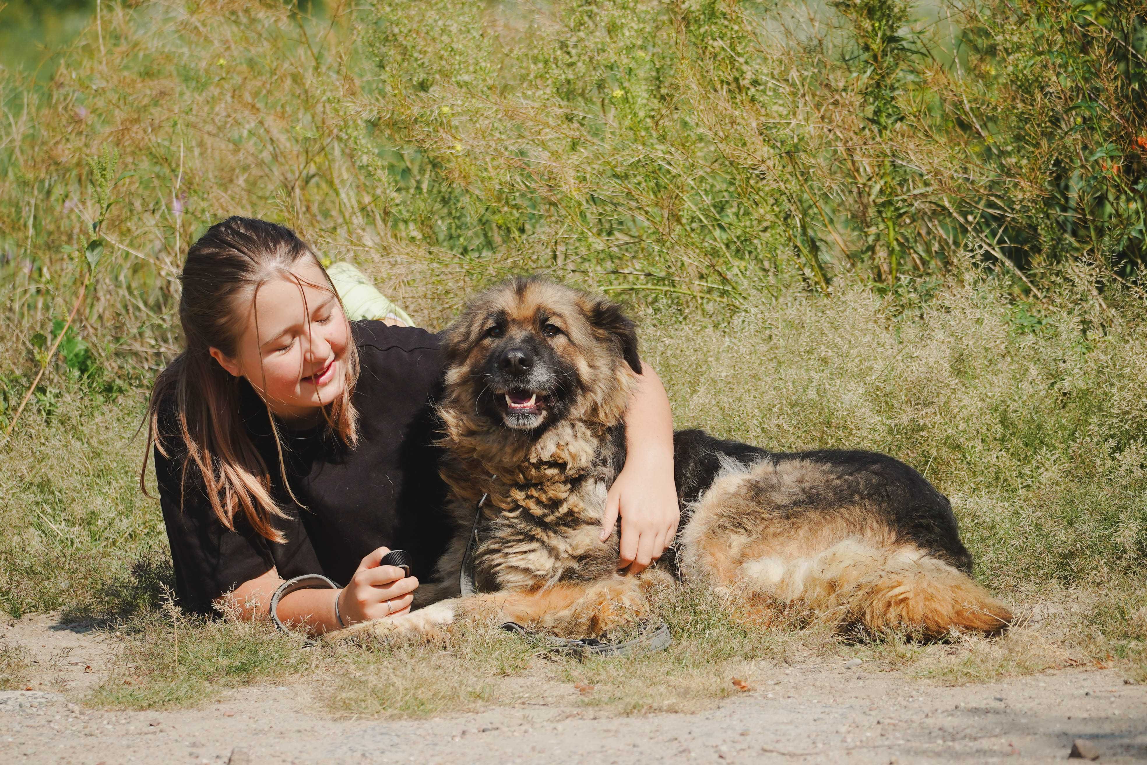 Bora - śliczna sunia, w typie owczarek niemiecki