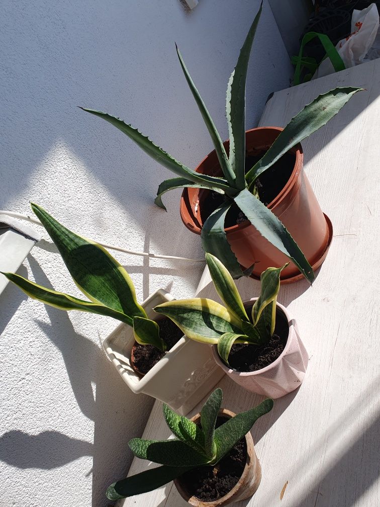 Aloes duże rośliny na balkon lub do domu zestaw