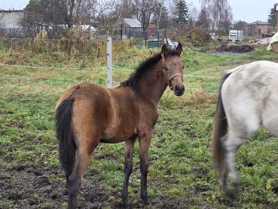 Sprzedam klacz czystej krwi arabskiej