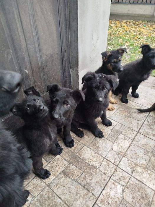 Східноєвропейська вівчарка.