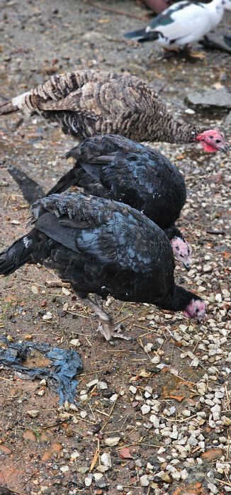 Indyki i indyczki tegoroczne.