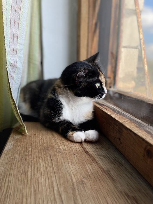 Кошечка бесплатно в добрые руки!