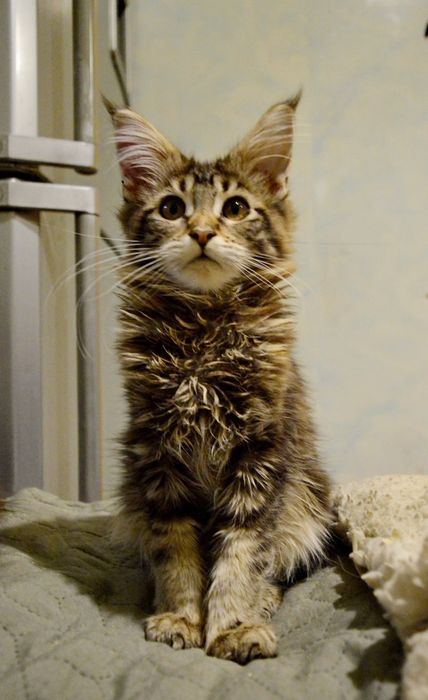 Хлопчик, вік 3 міс. чорний мармуровий. Розплідник