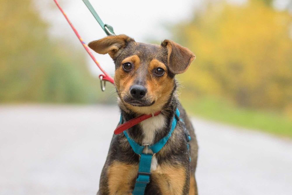 VIKSI - radosna młodzinka marznie w schronisku, szczeniak ok. 8 mcy