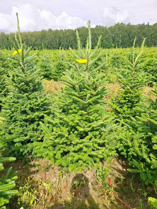 Jodła Frasera w donicy / doniczka 125 - 175 cm- Plantacja TuChoinki.pl