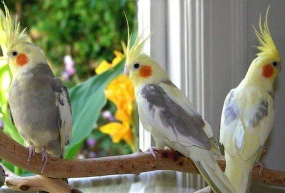 Попугаи красавчик птенчики карельчиков с возможностью доставки