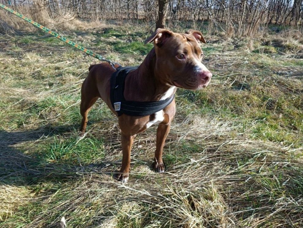 Pitbull red nose do pilnej adopcji