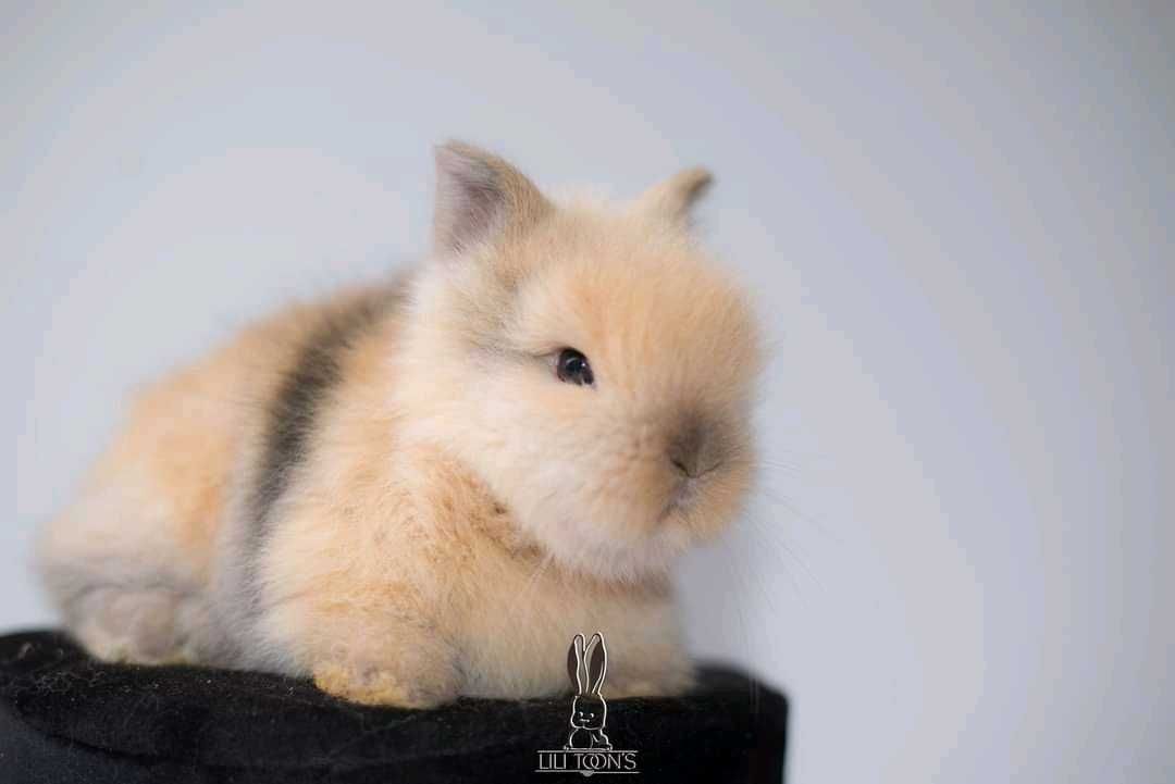 Coelhos anões mini hôlandes e mini toy desparasitados e vacinados