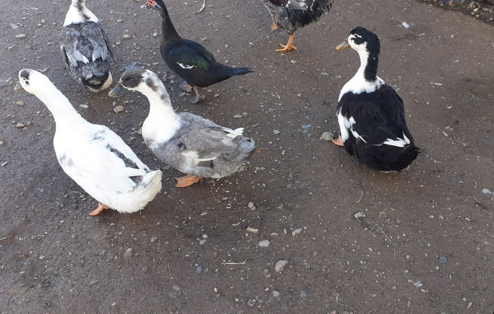 Patos. Gansos . Galinhas. Francas