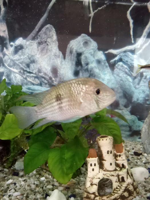 Duże pielęgnice  za darmo