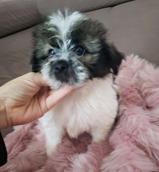 Piekny chlopczyk Shih Tzu Cacko czeka na dom