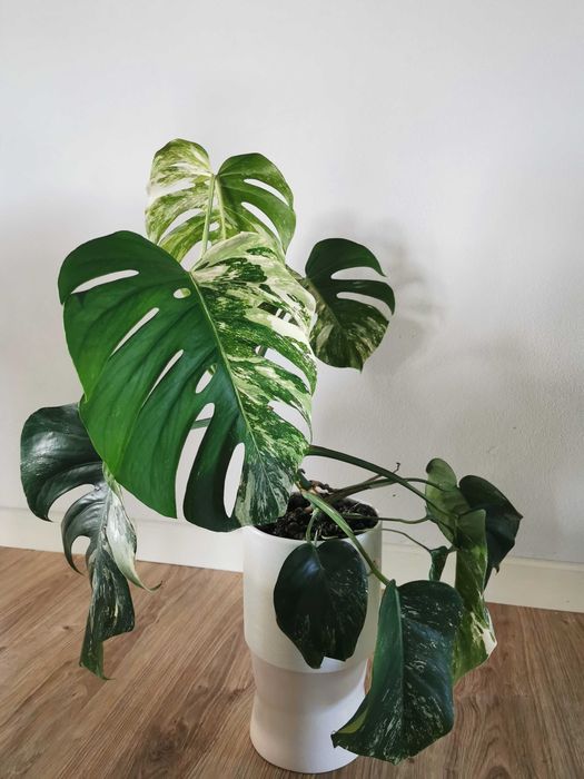 Monstera variegata - 10 liści