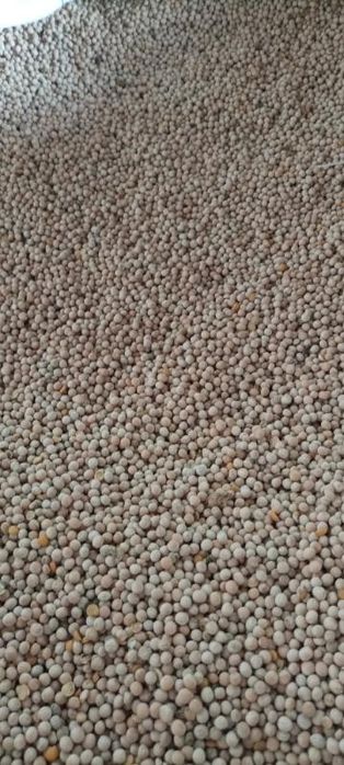 groch jadalny odmiana Kazak