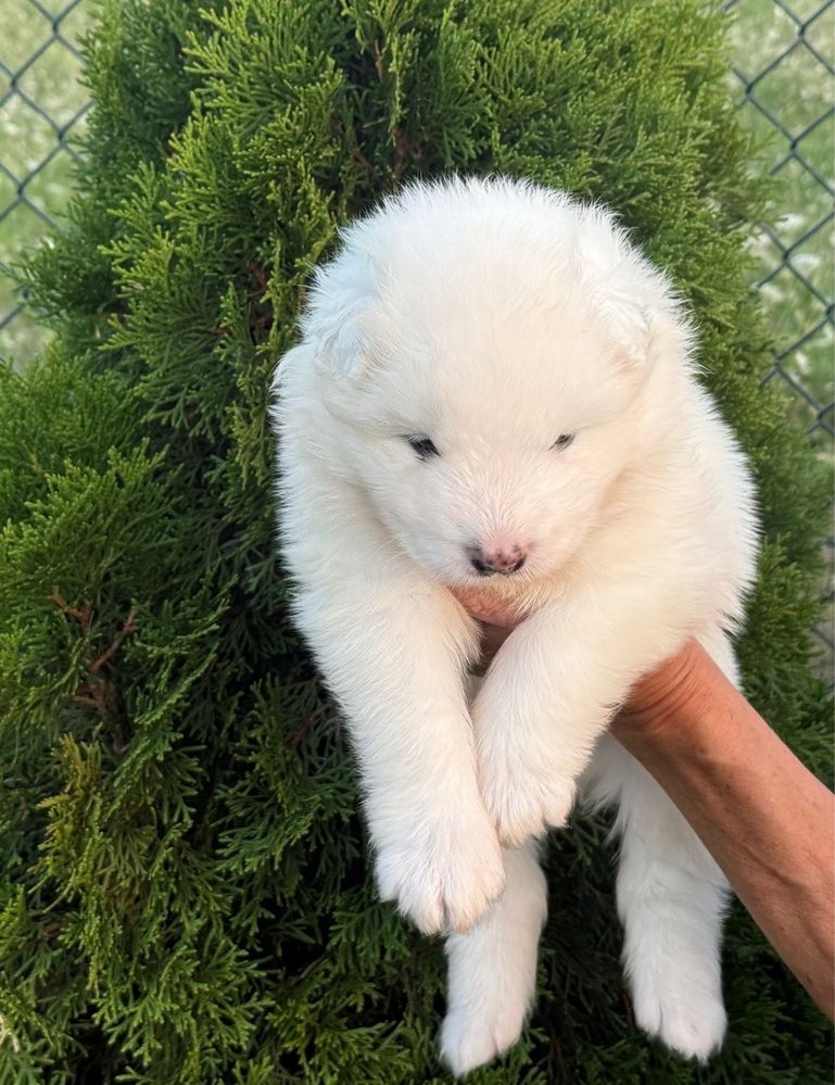 Szczenię samoyed FCI dostepne do rezerwacji SHINING WHITE STAR