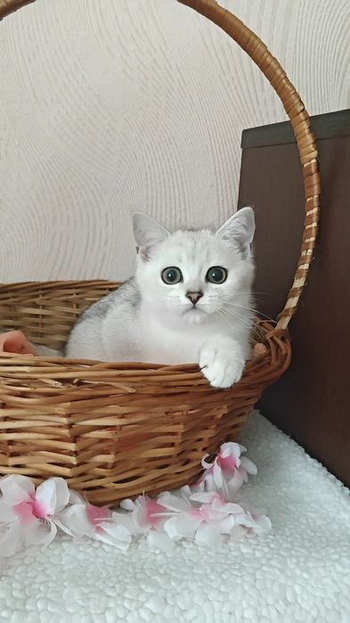 Сріблясті шиншили дівчинка і хлопчик