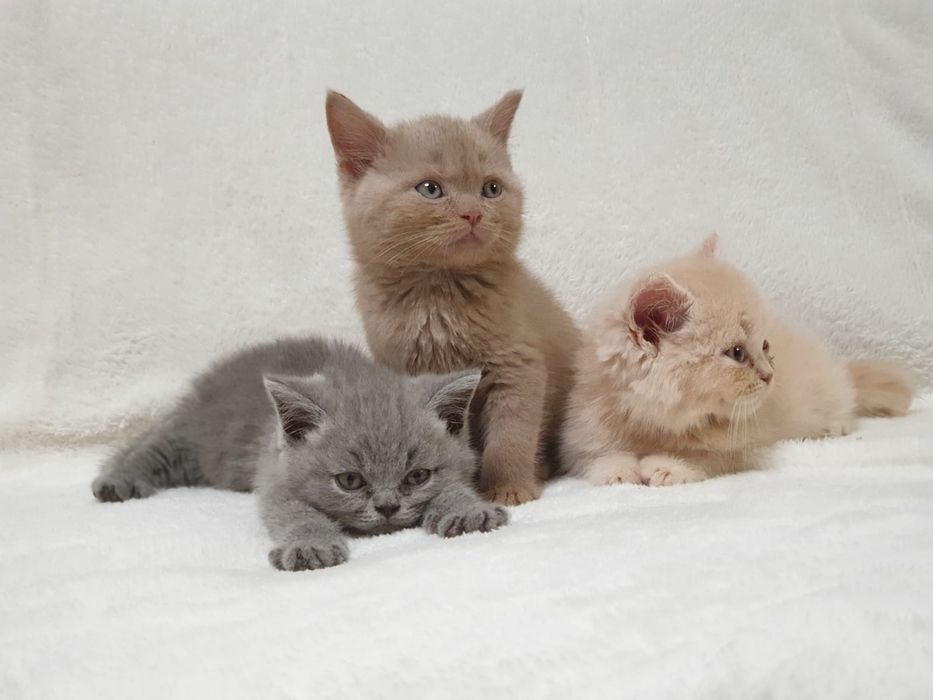 Kot brytyjski, kociak pieszczoch brytyjski niebieski