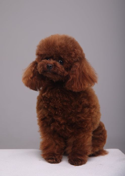 Хлопчик для в'язок! 1,7 кг!