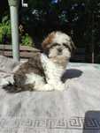Shih Tzu Tricolor Suczka