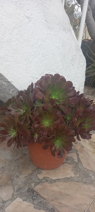 Aeonium velour/ Aeonium/plantas