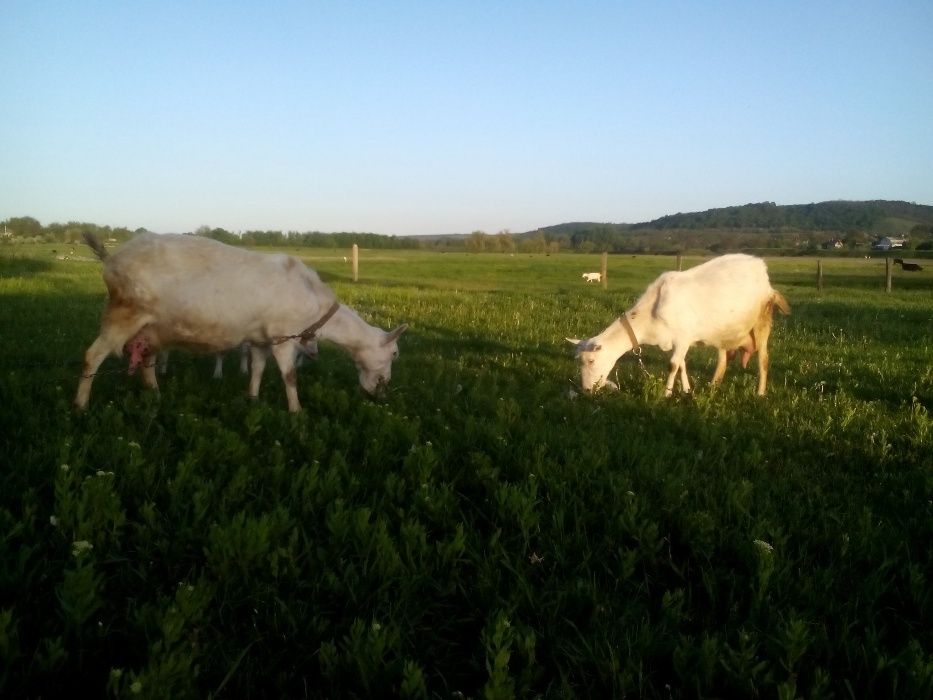 Зааненские  нубийские козлята козы и козлики разного возраста