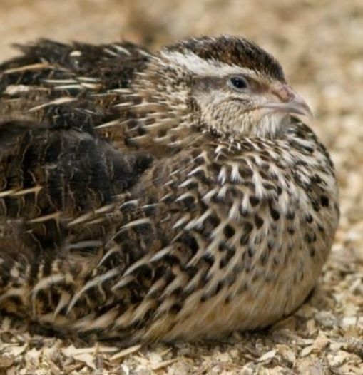 Przepiórki japońskie