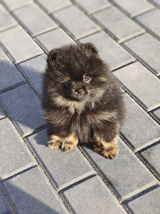 Szpic miniaturowy Pomeranian ZKwP FCI