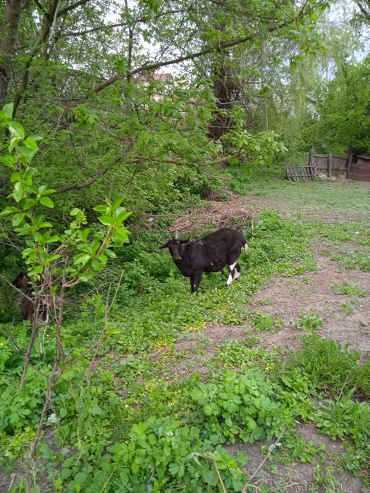 Продам козу молоду 1 рік  недорого.