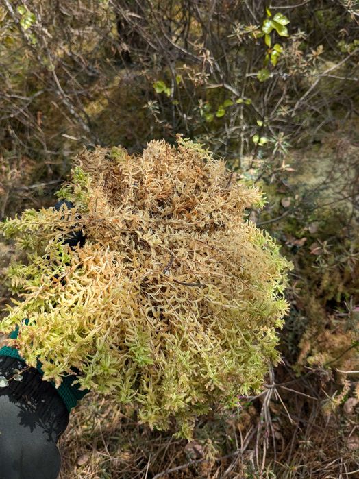 МОХ  ПУХНАСТИЙ/ живий/ сухий