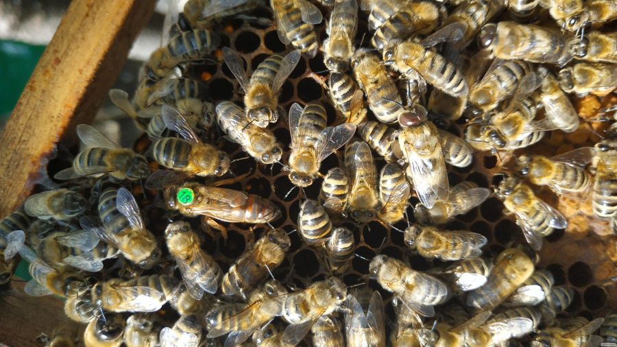 Плідна бджоломатка карніка F 1