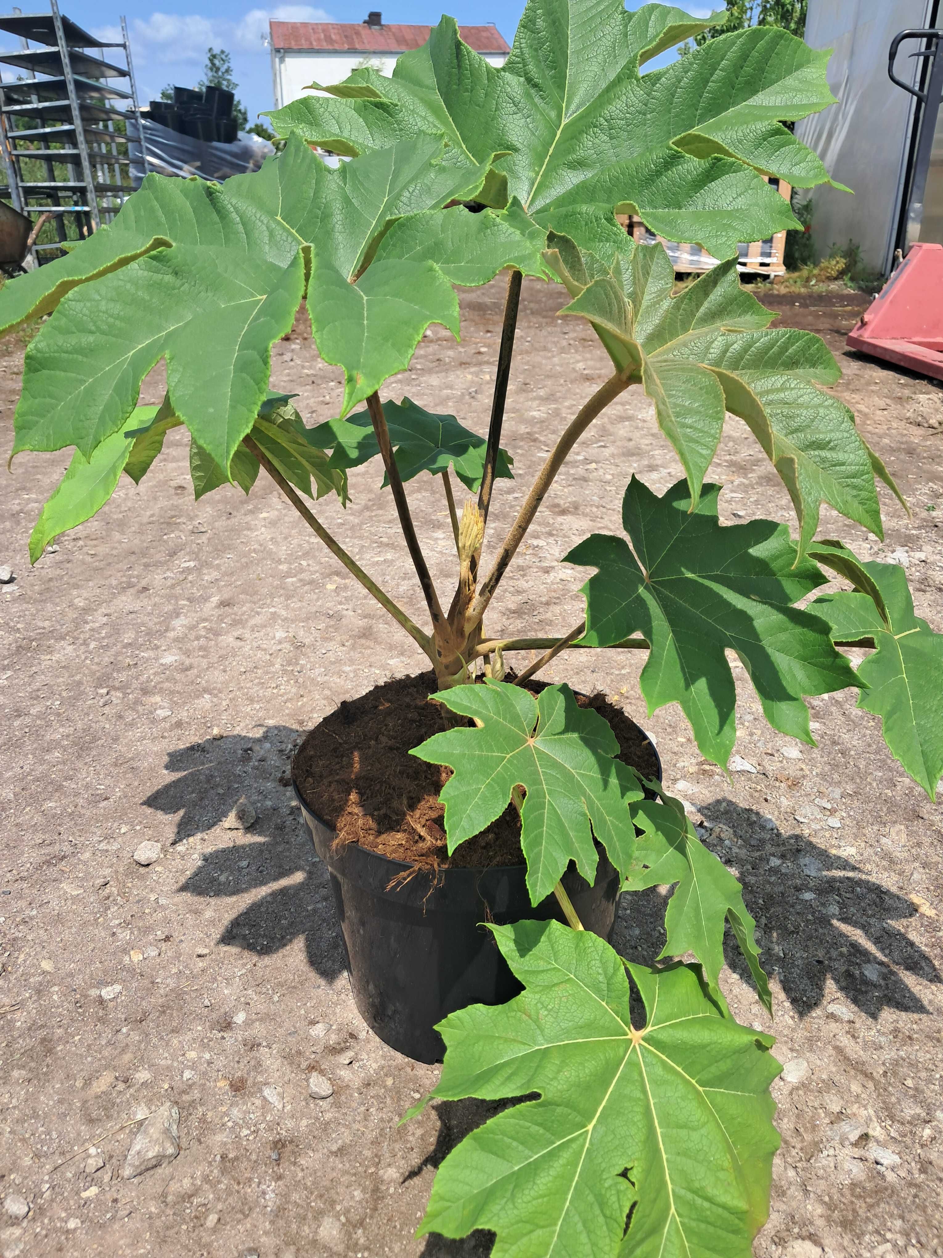 Drzewo papierowe TETRAPANAX