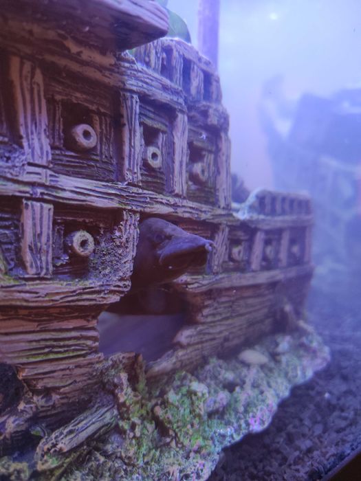 Мастацембел / мастацембелус