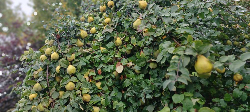 Pigwa ekologiczna, jabłkowa i olbrzymia, bez chemii