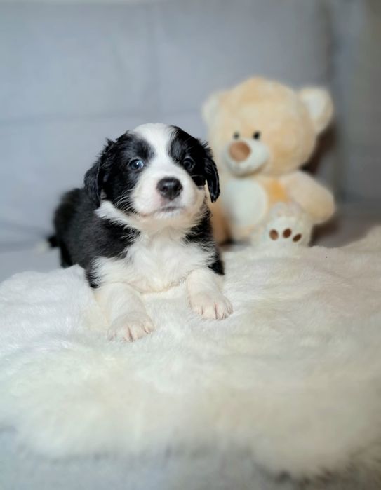Śliczna cuczka Border Collie.ELZA