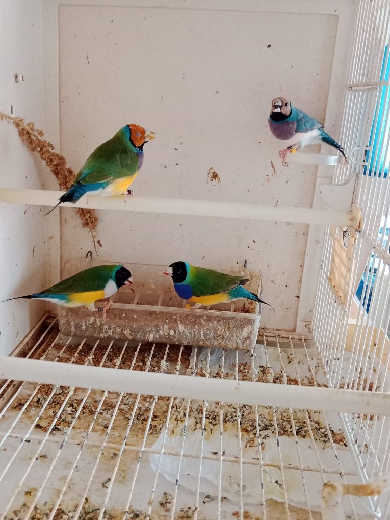 Diamantes de Gould