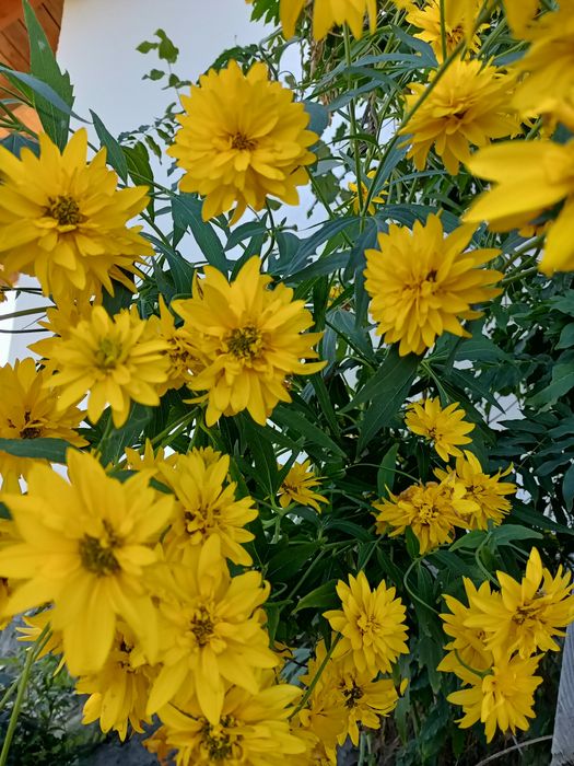 Rudbekia naga błyskotliwa omszona
