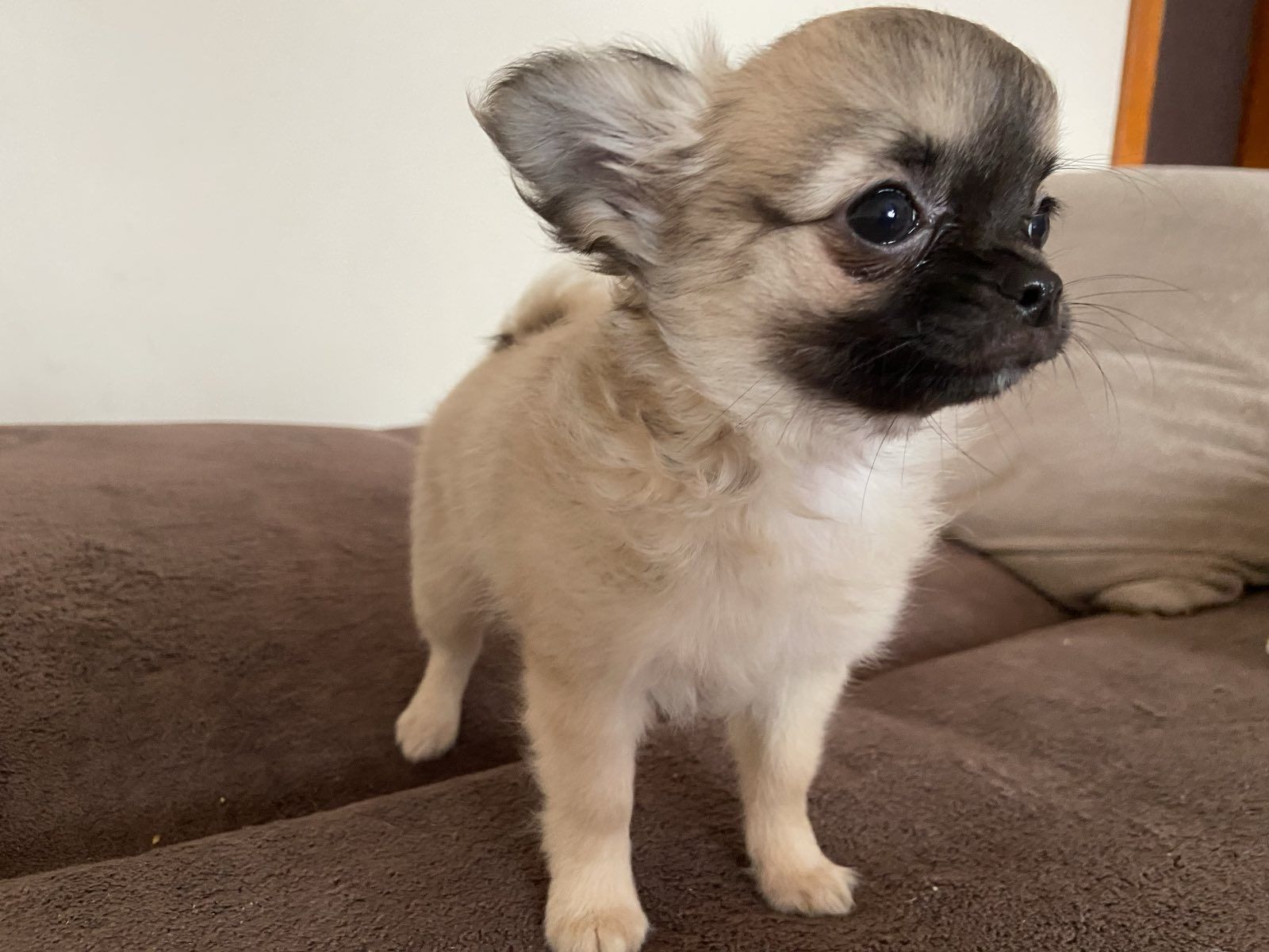 Chihuahua długowłosa
