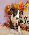 Cudowny piesek Amstaff!