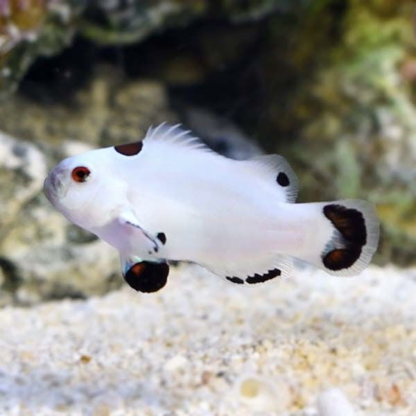 Amphiprion ocellaris Błazenek S hodowlane 5-6 cm  - SNOW STORM Rare!
