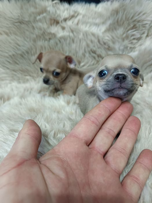 Sprzedam chihuahua