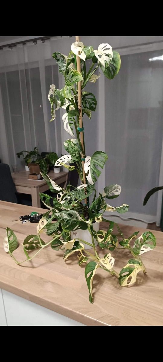 Monstera adansonii variegata cięty węzeł