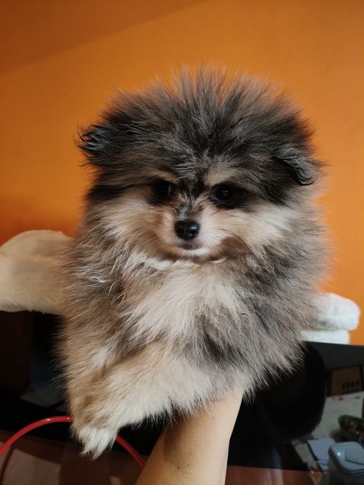 Spitz alemão macho Merle